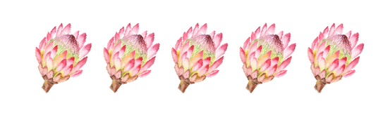 our-client-testimonials