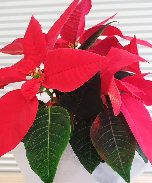 Poinsettia | Christmas Collection
