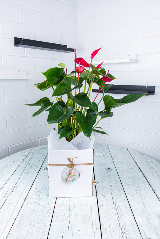 Anthurium Plant