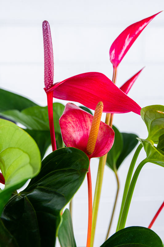 Anthurium Plant