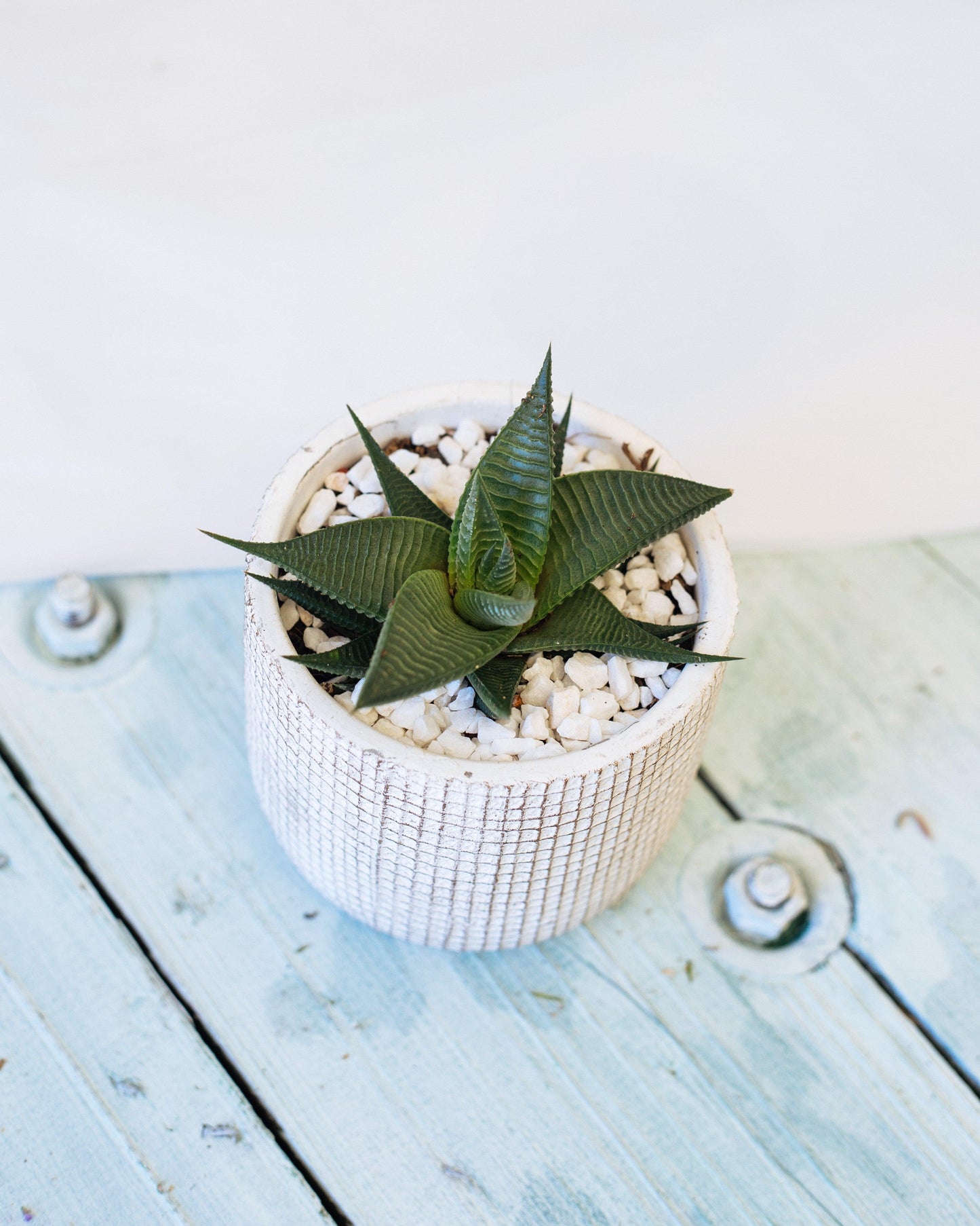 Potted-Succulent-by-Forest-and-Petals-top-view