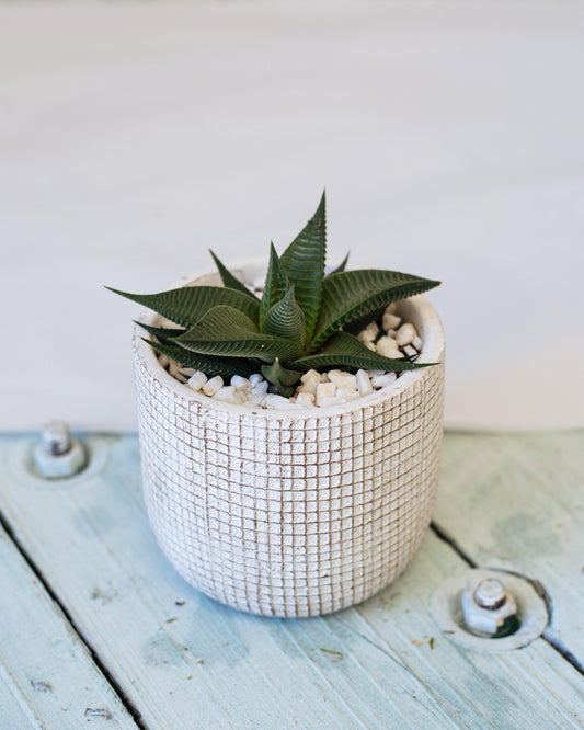 Potted-Succulent-by-Forest-and-Petals